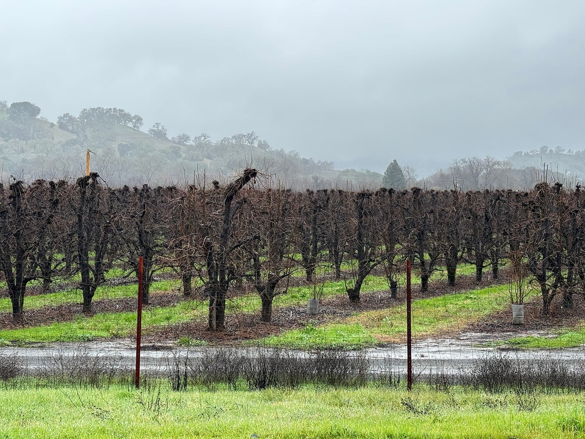 Winter vineyard beneath oak hills in the Ukiah Valley